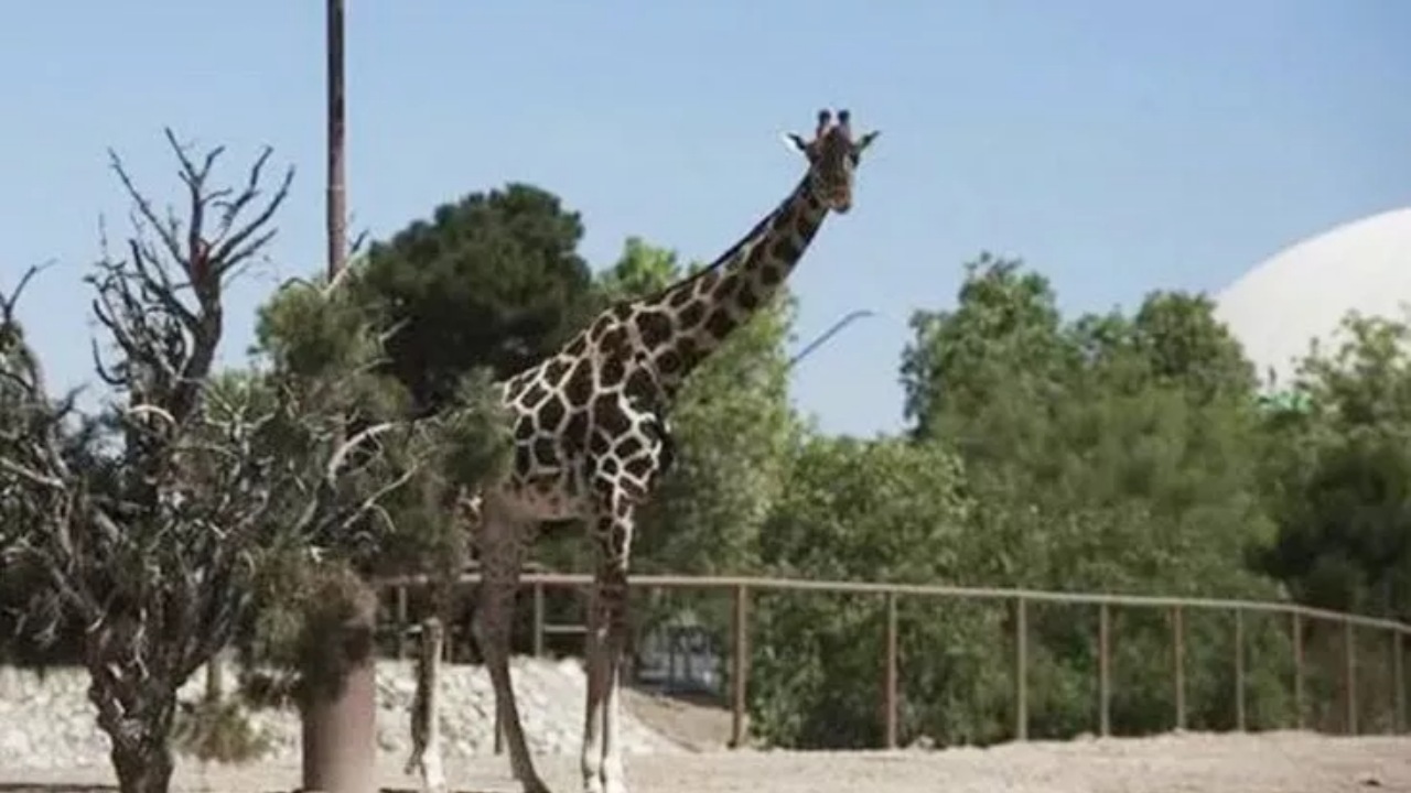 Giraffa soffre a causa del caldo