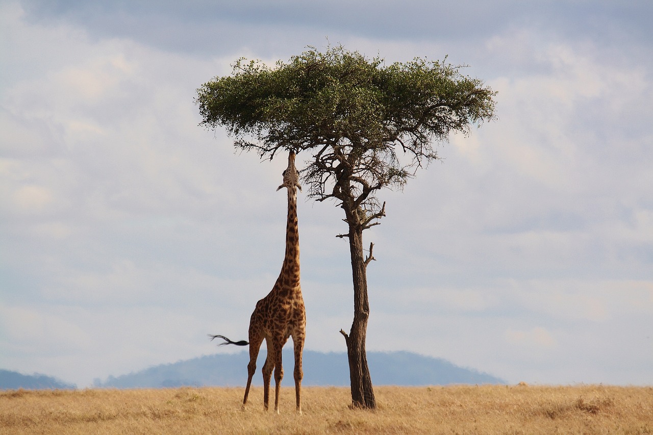 Giraffa soffre a causa del caldo