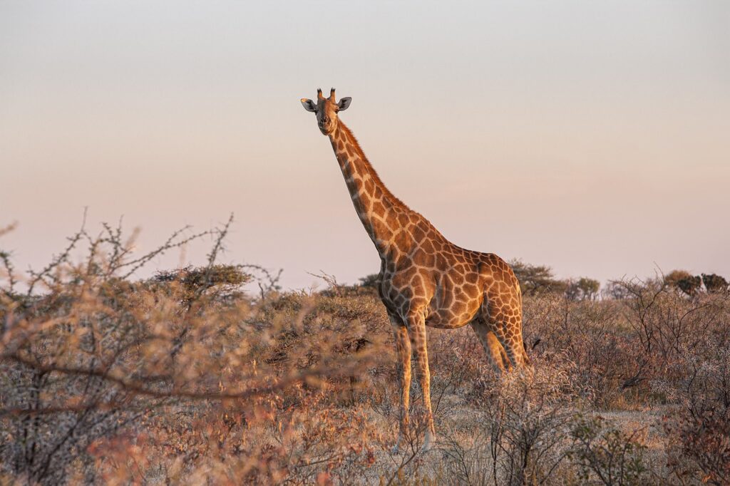 Giraffa soffre a causa del caldo