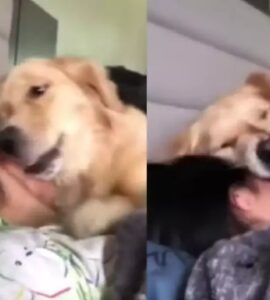 Golden Retriever sveglia la mamma ogni mattina