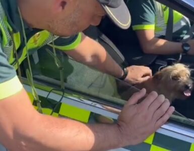 Guardia civile salva una cagnolina