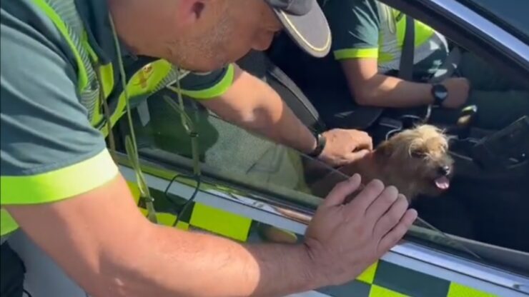 Guardia civile salva una cagnolina