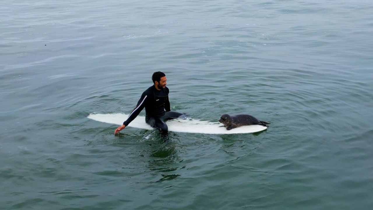 Foca sulla tavola da surf di un ragazzo