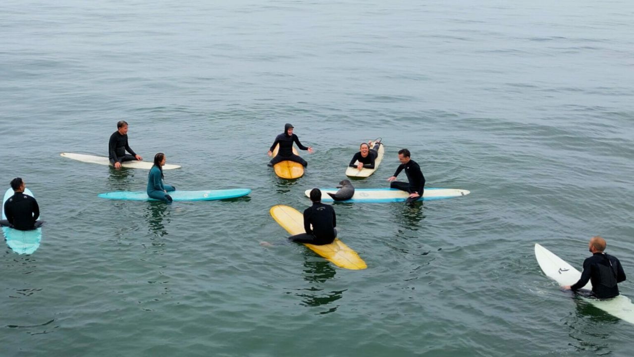 Foca con un gruppo di surfisti