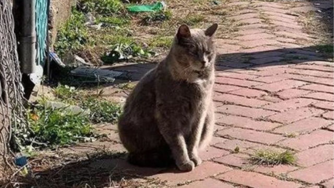 Un gatto di nome Priscilla