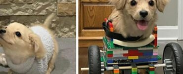 Cucciola con una sedia a rotelle in LEGO