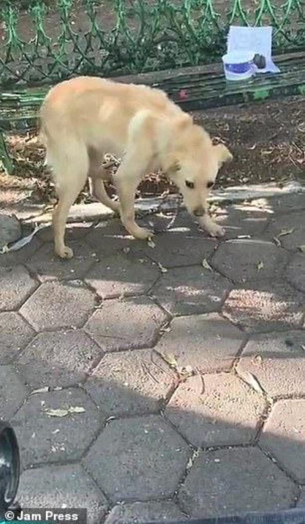 Adesso il cane sta bene e sta aspettando una nuova famiglia