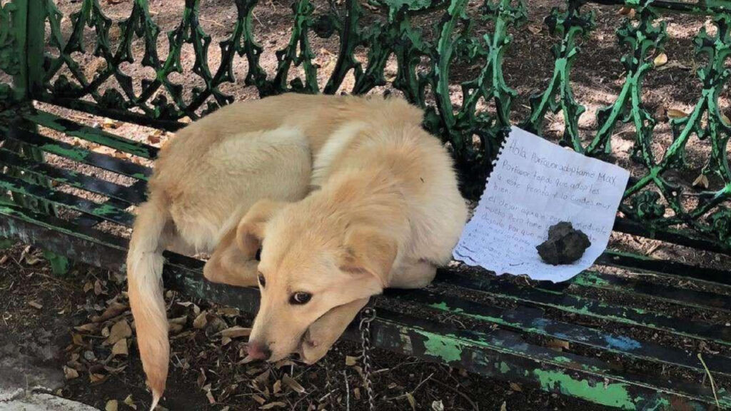 Questo povero cagnolino è stato abbandonato su una panchina 