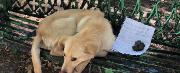 Questo povero cagnolino è stato abbandonato su una panchina
