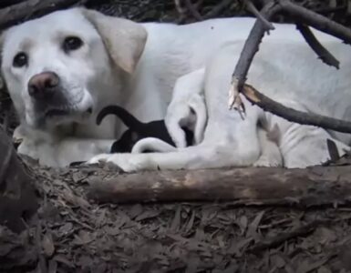 Mamma Labrador Retriever protegge i suoi piccoli in un cespuglio