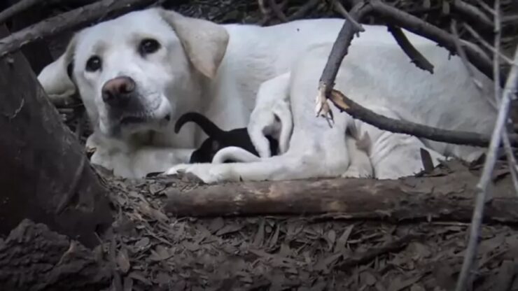 Mamma Labrador Retriever protegge i suoi piccoli in un cespuglio