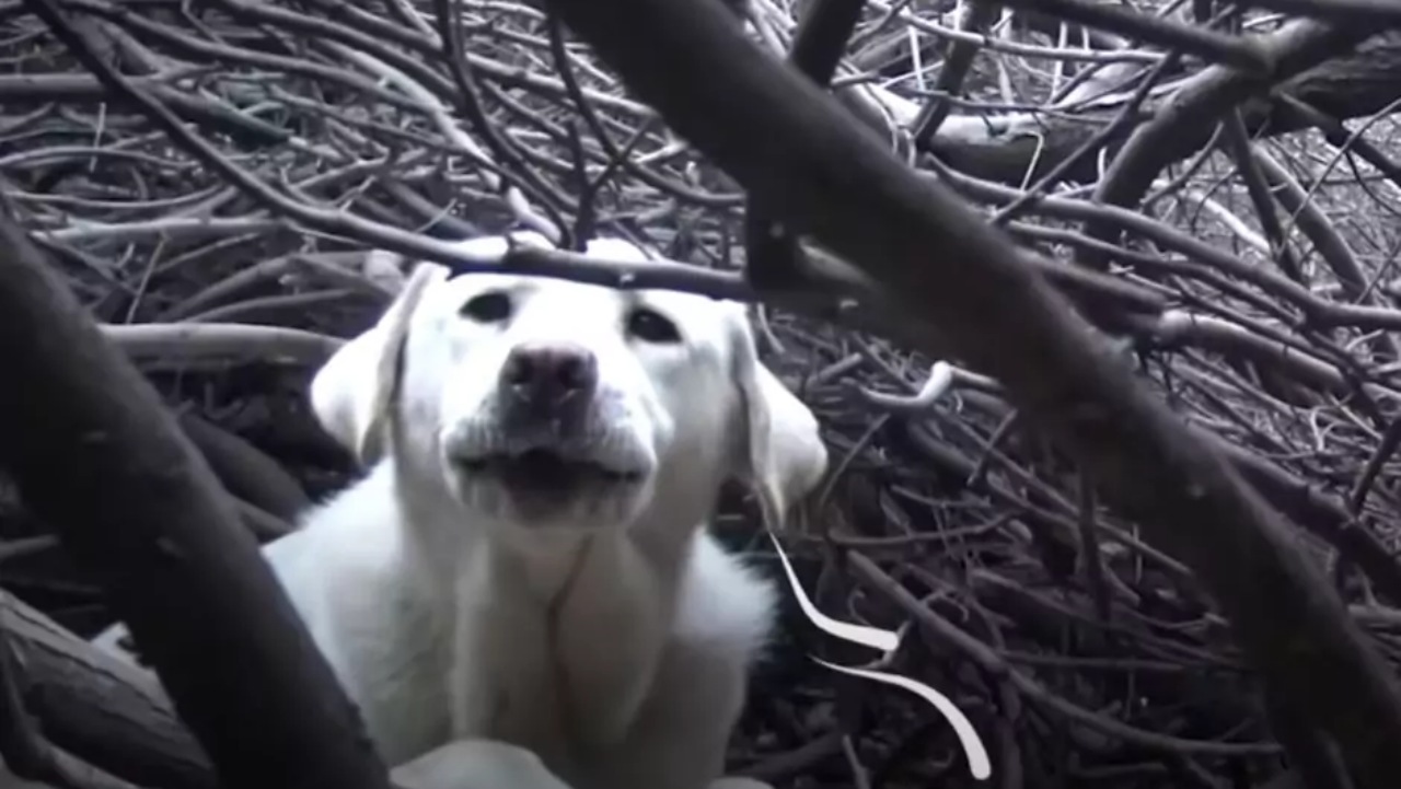 Mamma Labrador Retriever protegge i suoi piccoli in un cespuglio