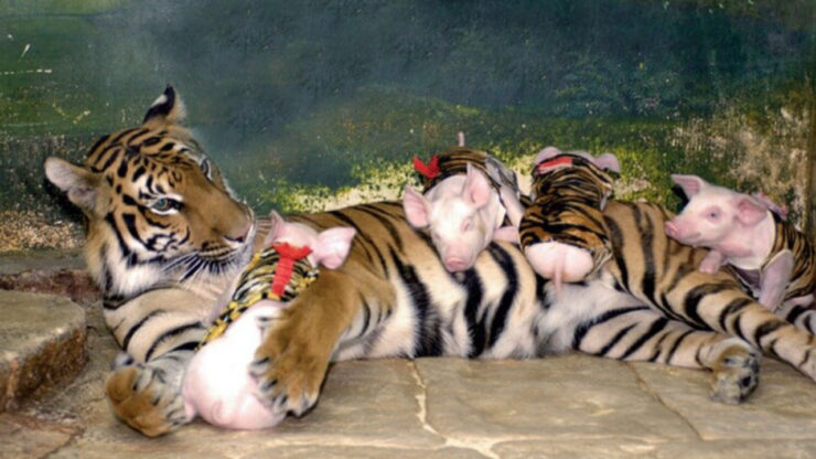 Mamma tigre si prende cura di alcuni porcellini