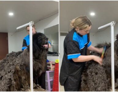 Mastino Tibetano pieno di matasse