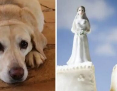 Matrimonio annullato per amore del cane