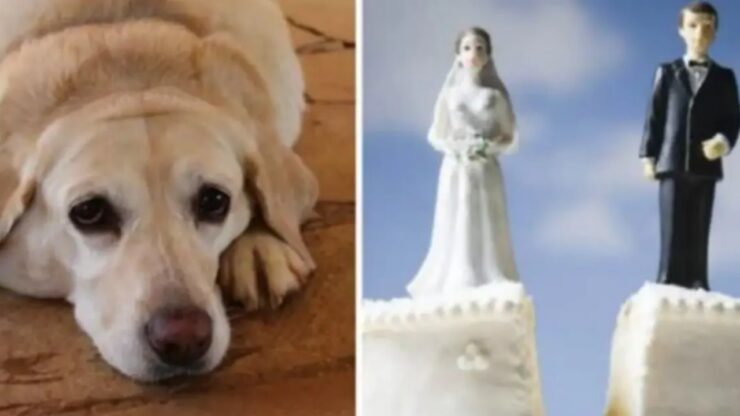 Matrimonio annullato per amore del cane