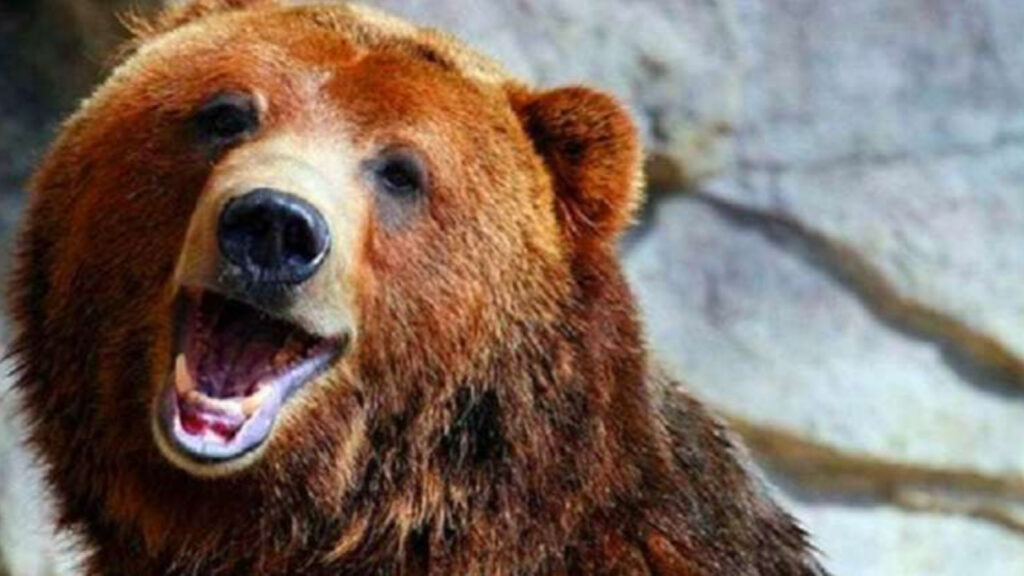 Un orso viene adottato da un guardaboschi 