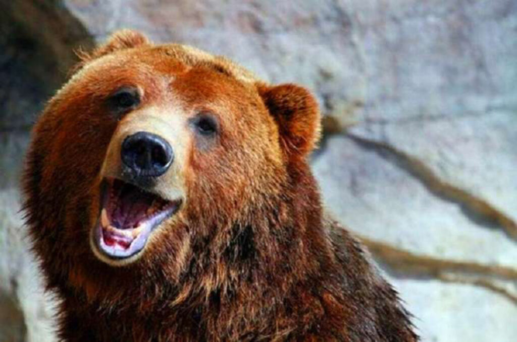 L’orso ha protetto la casa del guardaboschi 