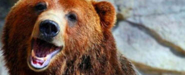 Un orso viene adottato da un guardaboschi