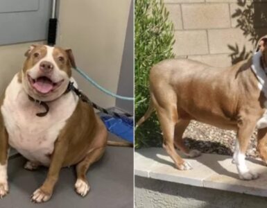 Pitbull obeso: una donna gli cambia la dieta