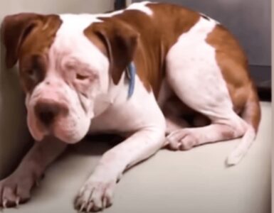 Pitbull abbandonato in rifugio dai suoi vecchi proprietari