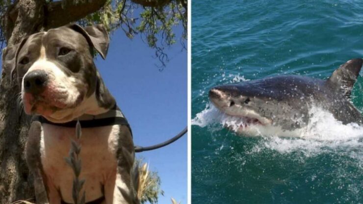 Pitbull protegge il proprietario dall'attacco dello squalo