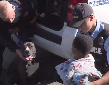 Pitbull protegge un bambino che si era allontano da casa