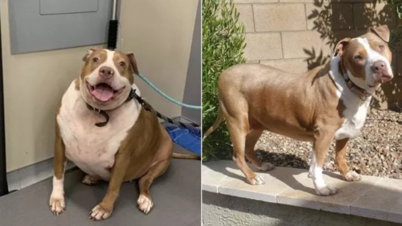 Pitbull obeso: una donna gli cambia la dieta