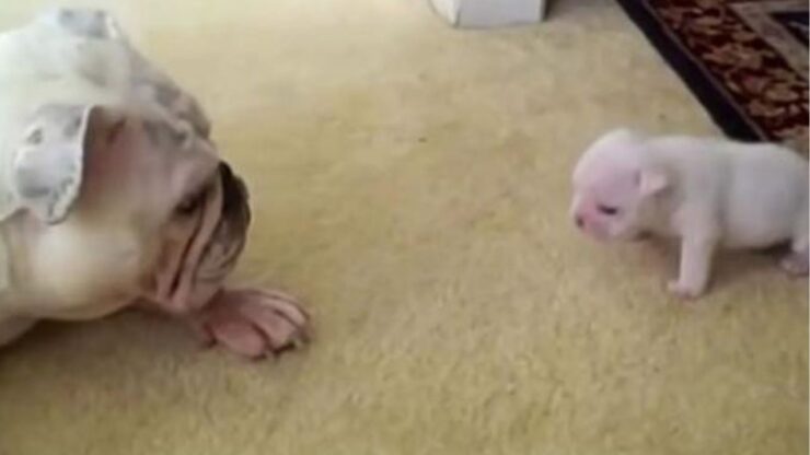 un bulldog con un cucciolo