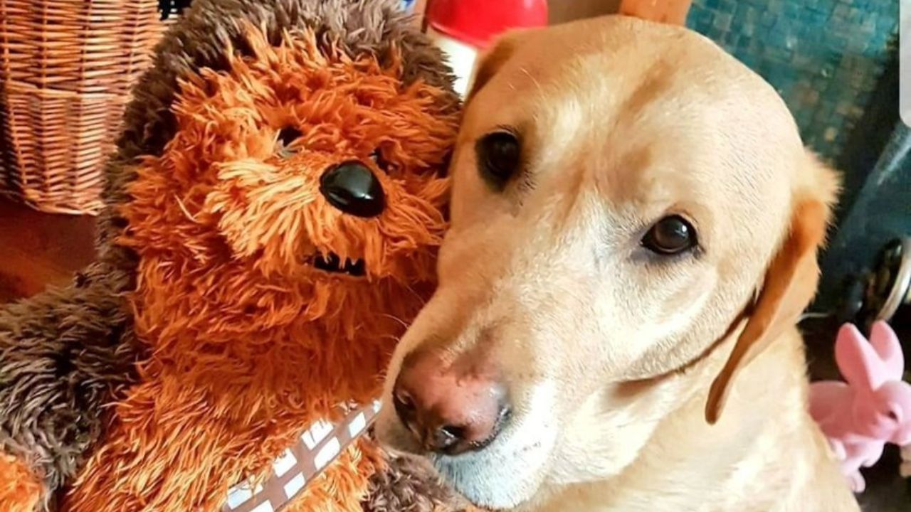 Labrador con giocattolo