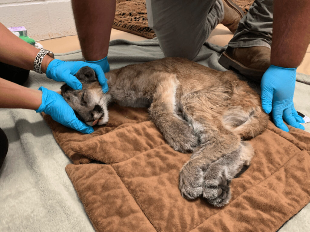 Il Puma è stato salvato dai vigili del fuoco