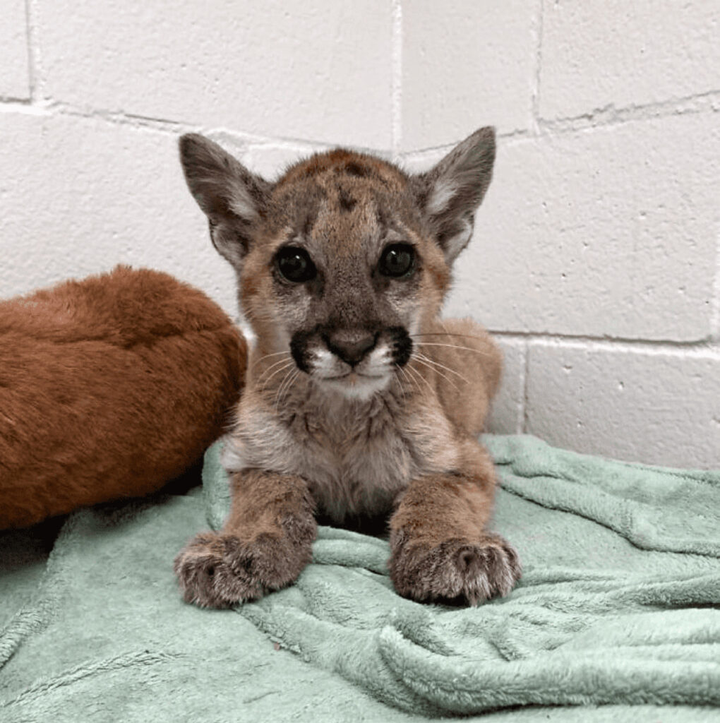 Adesso il puma sta molto meglio