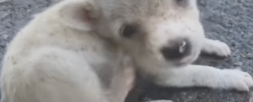 cucciolo chiede bianco