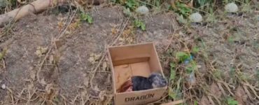 cane lasciato scatola