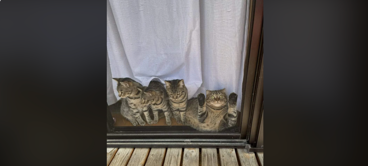 4 gatti finestra