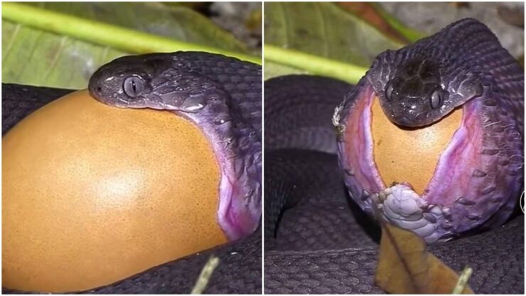 Serpente ingoia un uovo