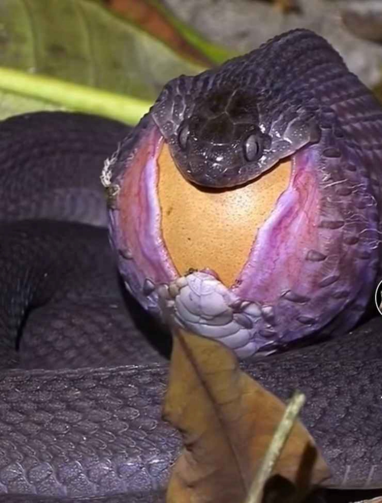 Serpente ingoia un uovo