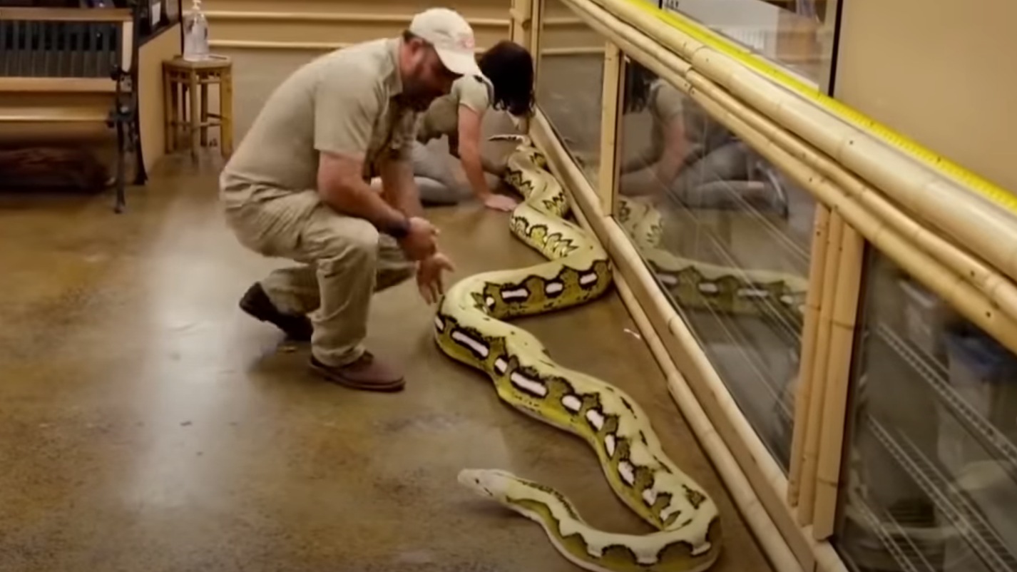 Serpente lungo 5 metri vuole mangiarsi la padrona