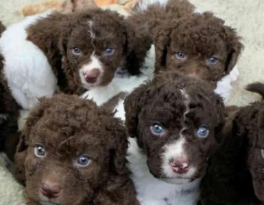Spaniel Olandese: razza che sta scomparendo