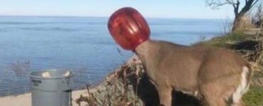 Cervo con un barattolo di plastica in testa