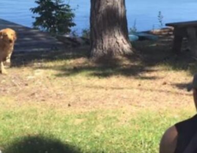 Uomo ha perso il suo cane: lo ritrova dopo 10 giorni