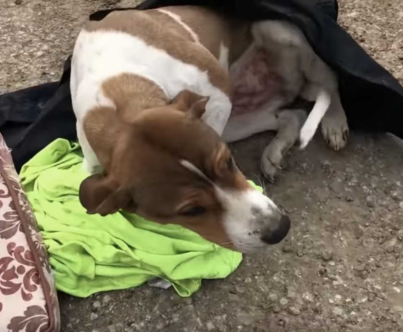 Uomo salva un cane randagio e gli cambia la vita
