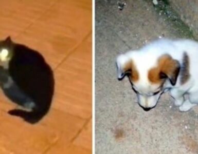 Uomo trova un cucciolo orfano e lo porta dentro casa