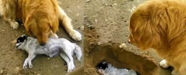 Video del Golden Retriever che non vuole dire addio al suo amico