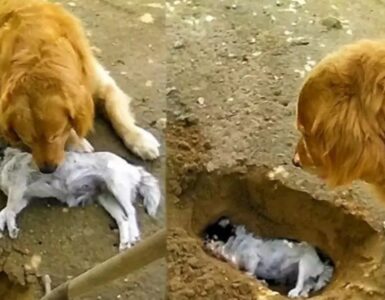 Video del Golden Retriever che non vuole dire addio al suo amico