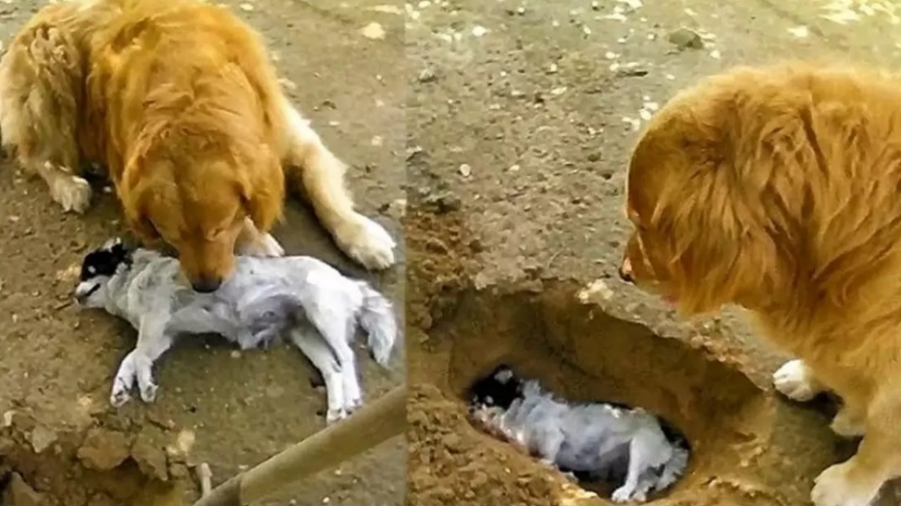 Video del Golden Retriever che non vuole dire addio al suo amico