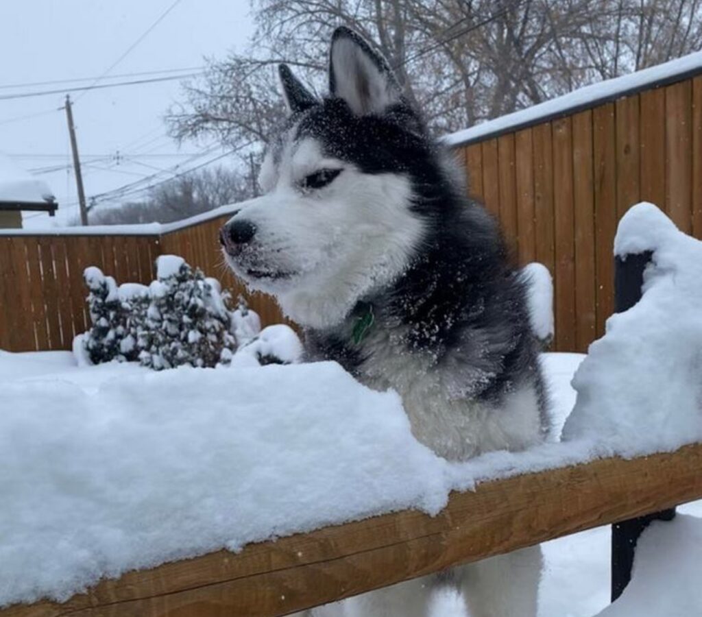 husky nella neve
