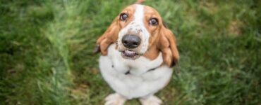 4 razze Bassett