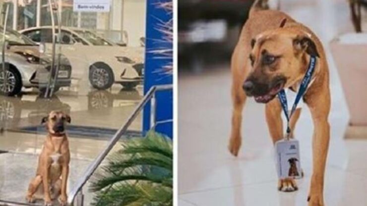 un cane con il cartellino al collo