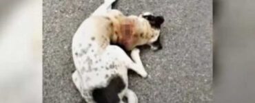 cane ferito strada